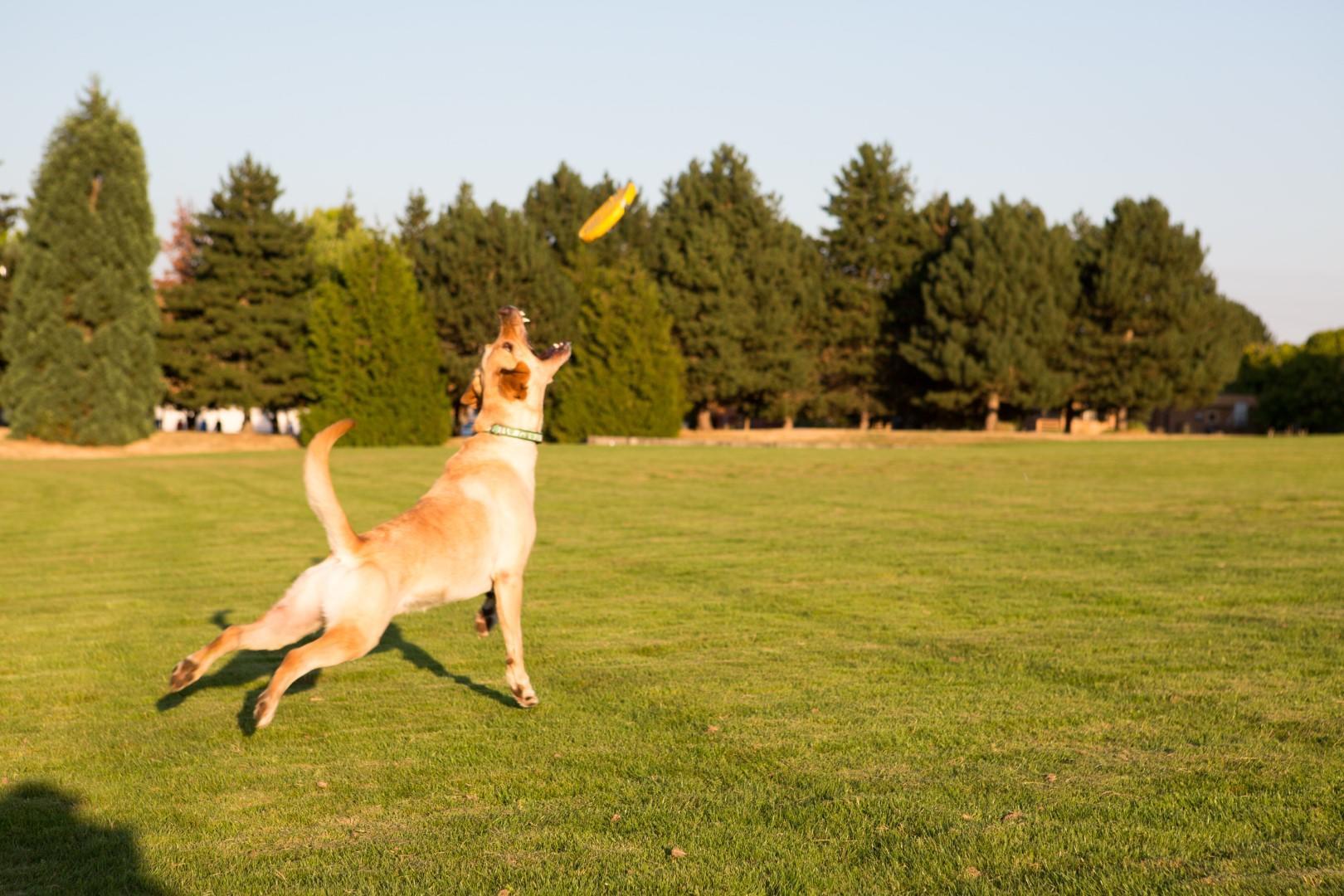 Yellow dog toy frisbee