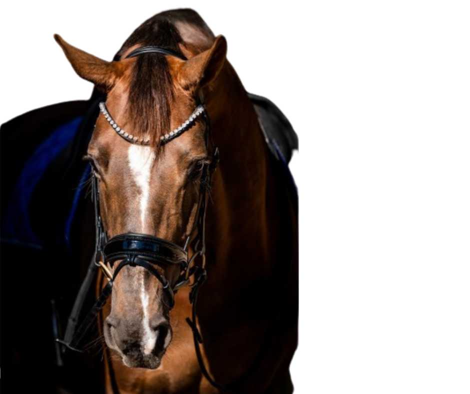 Showtime Special Guy bridle