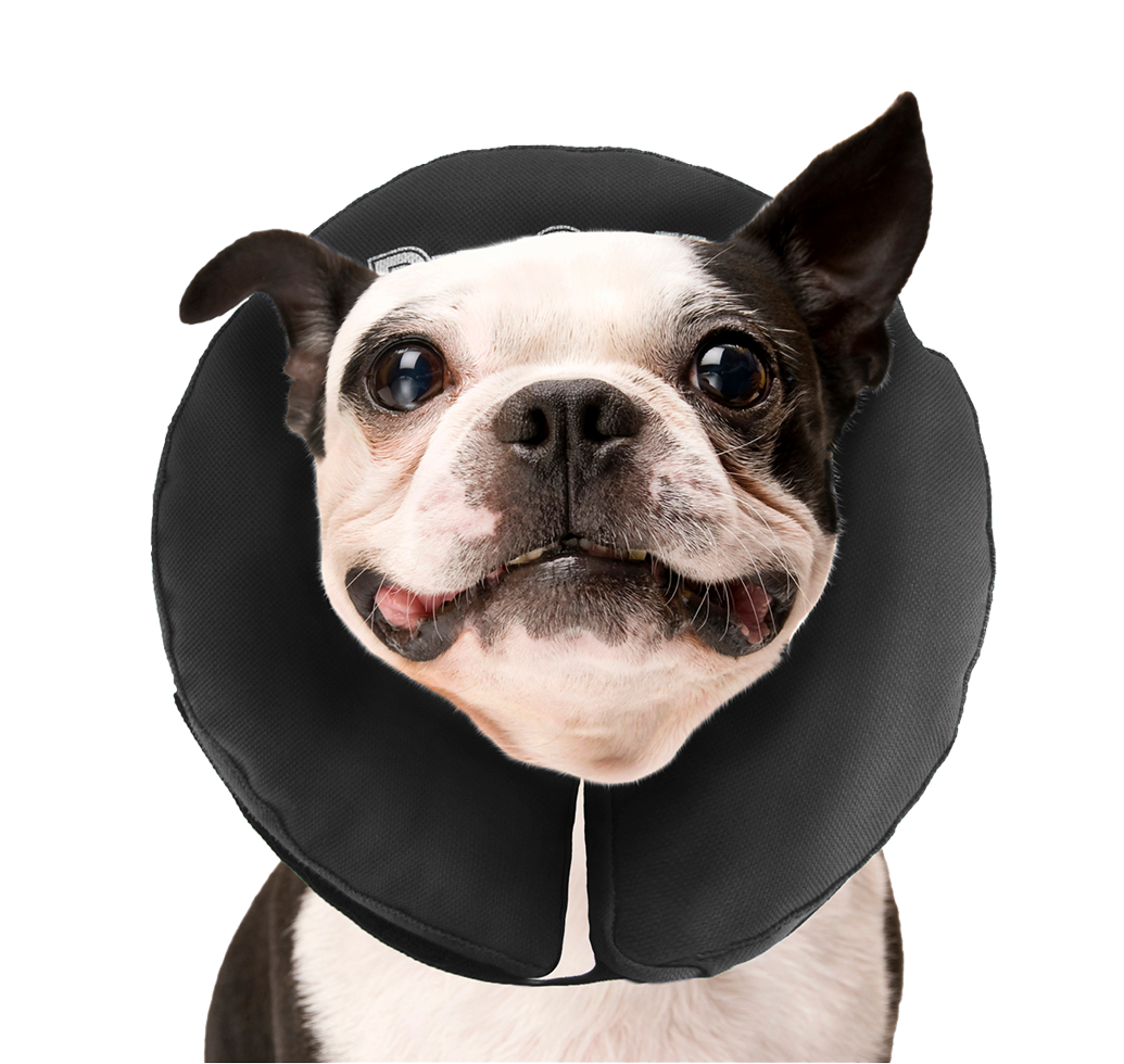 Dog Protective Collar M