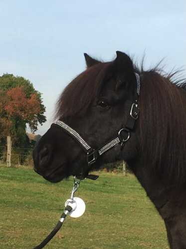 Volla Headcollar, halter