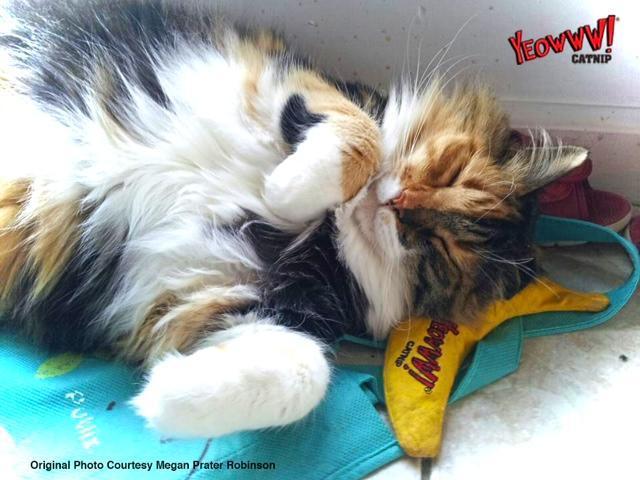 Chicata banana cat toy filled with catnip