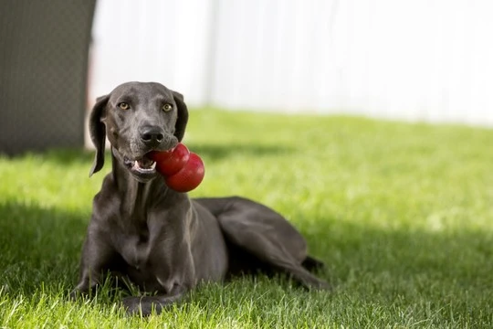 Classic toy with feeder for dog