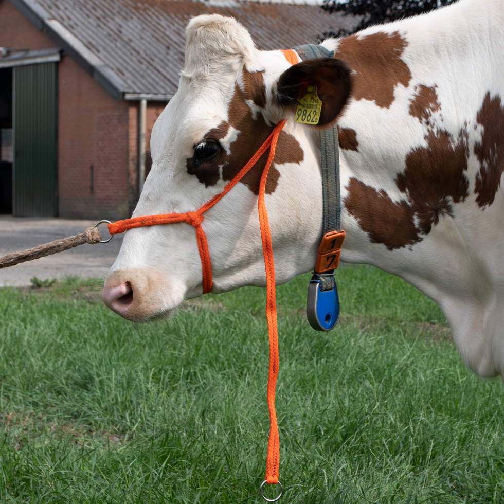 Cow Headcollar and halter