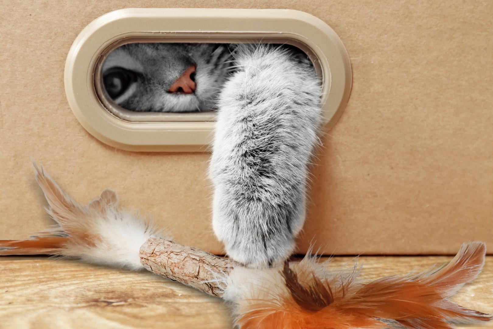 Stick with caterpillar and feathers cat toy