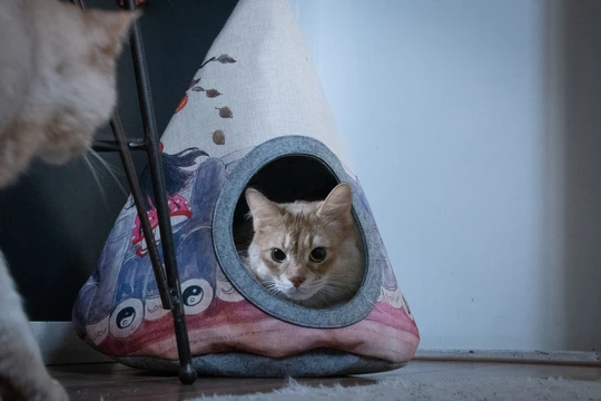 Yin Yang pattern cat bed