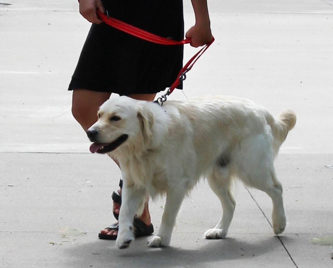 Adjustable base dog leash L Black