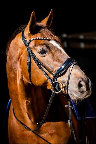 Showtime Special Guy bridle