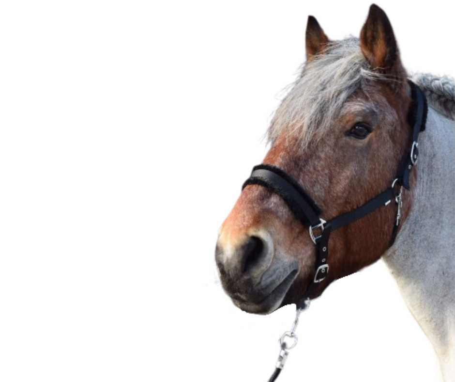 Admire XX Headcollar