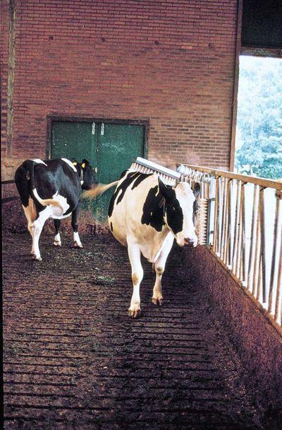 Cattle cleaning brush