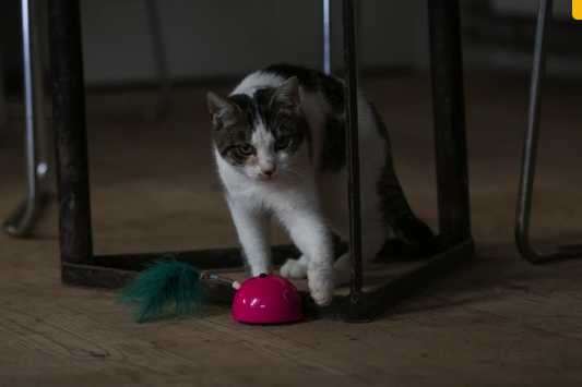 Pink Mouse Smart Cat Toy