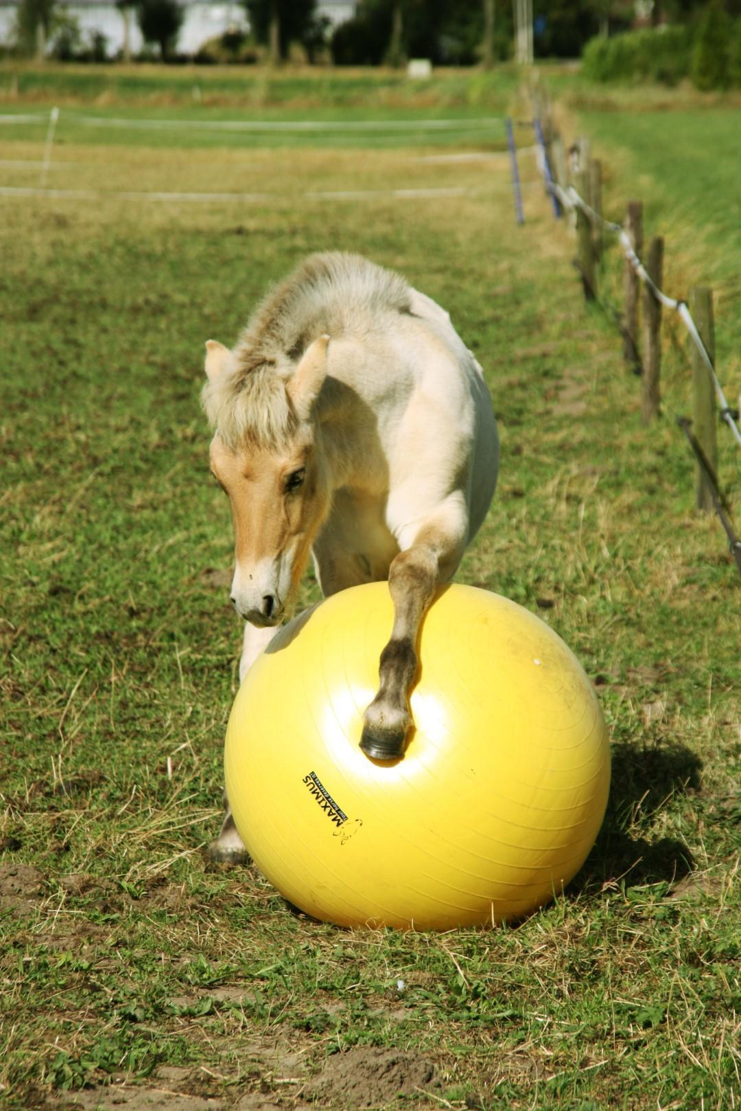 Power Play horse ball 65cm
