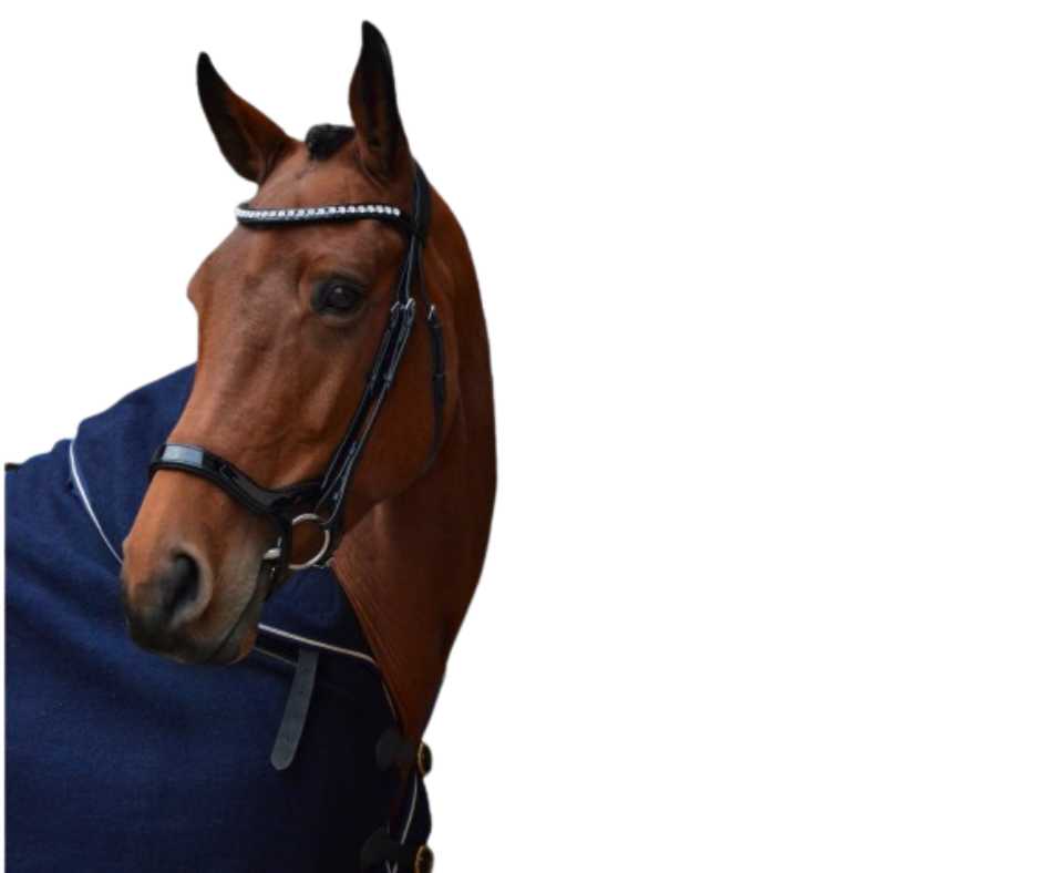 Freedom Shine bridle