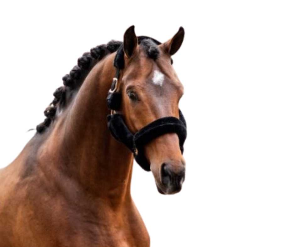 Pianillo Showtime Headcollar,  halter