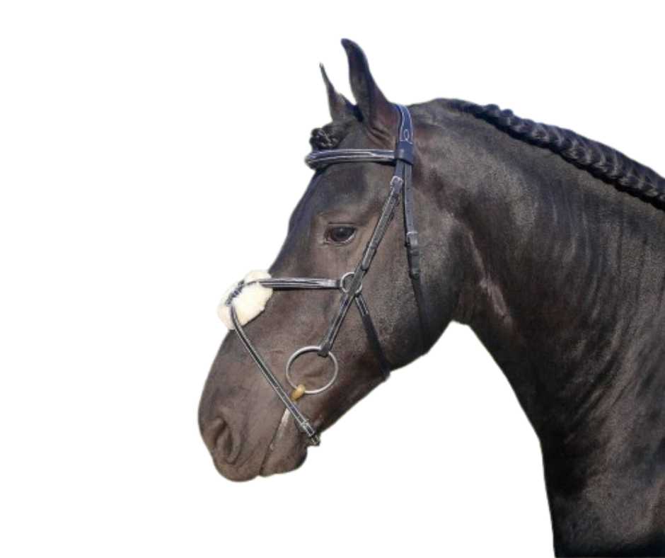Showtime Roma bridle