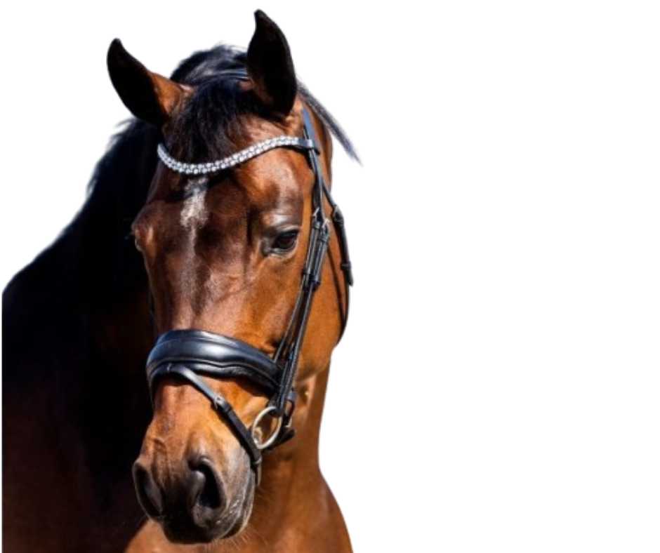 Show time bridle Jubilee