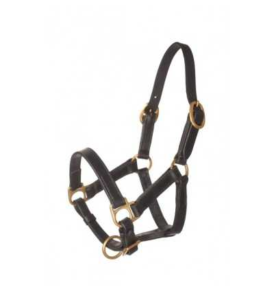 Headcollar and halter baby foal