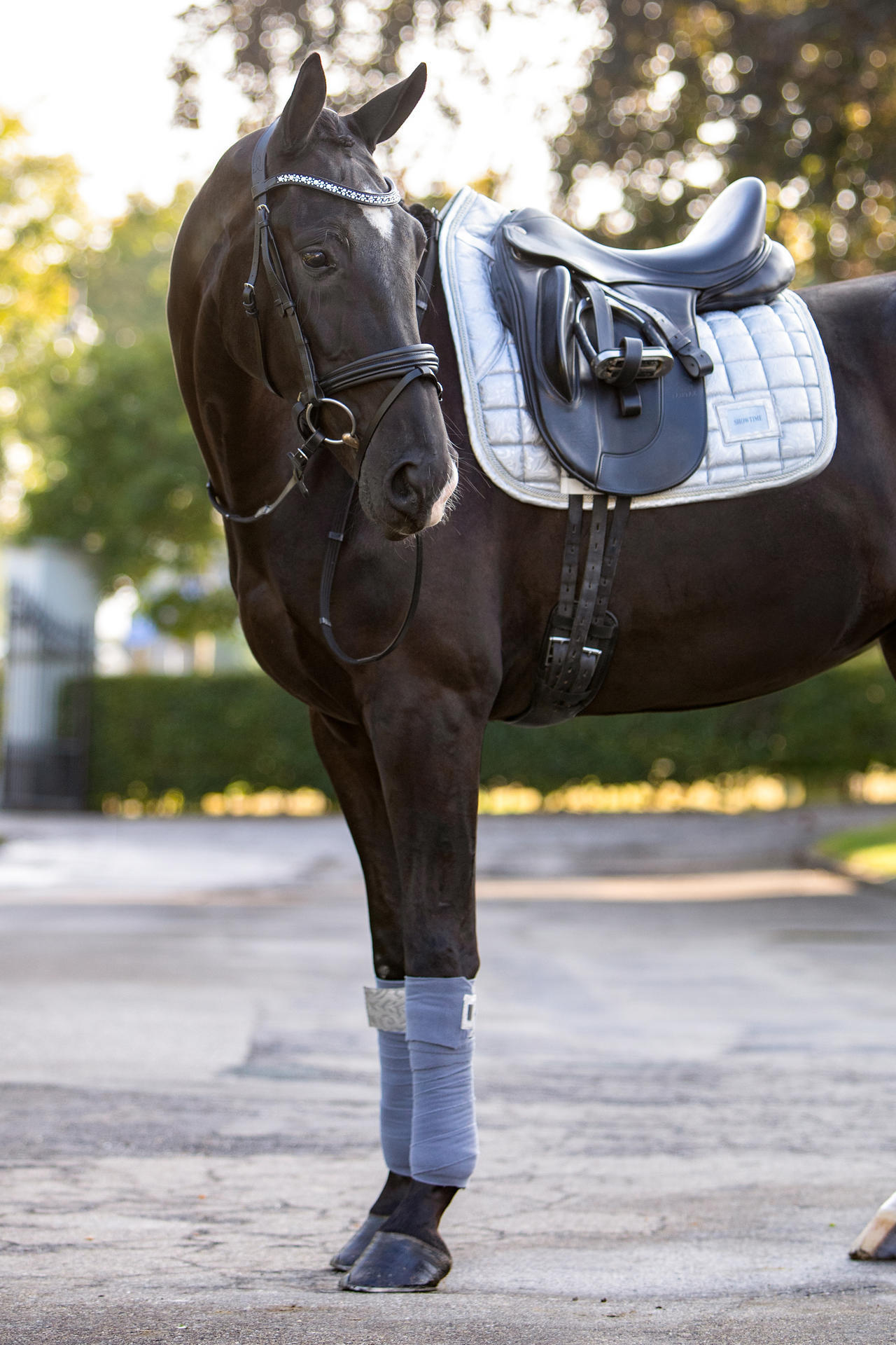 Lake View Showtime Dressage saddle pads