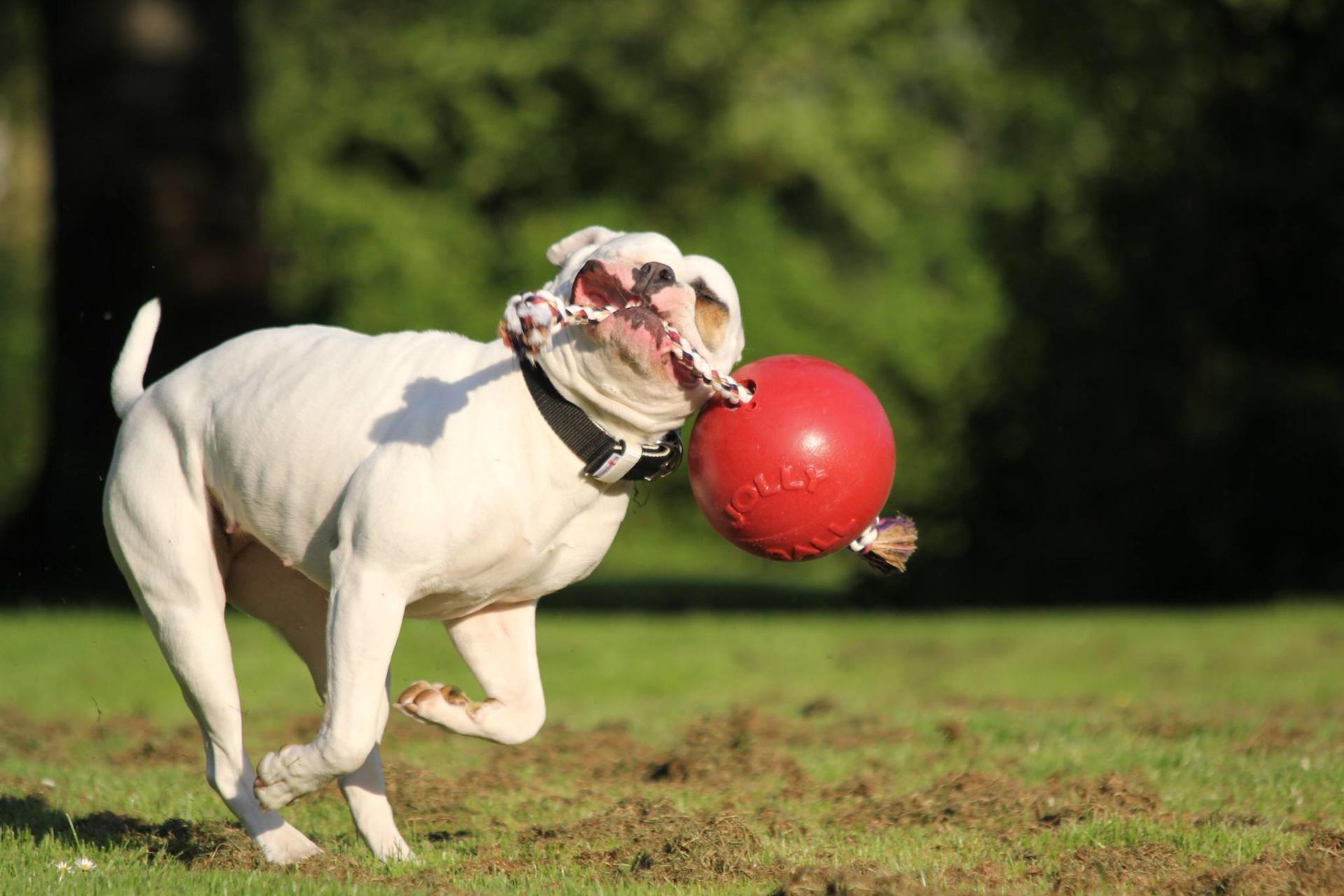 Scented red dog ball with rope