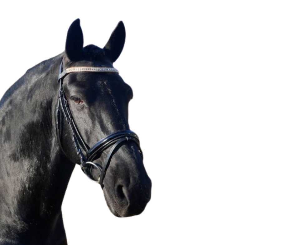 Showtime Deister bridle