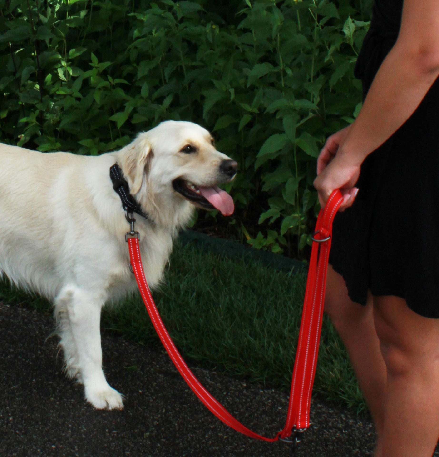 Adjustable base dog leash M Red