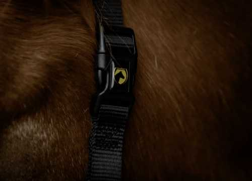 Monzo Headcollar, halter