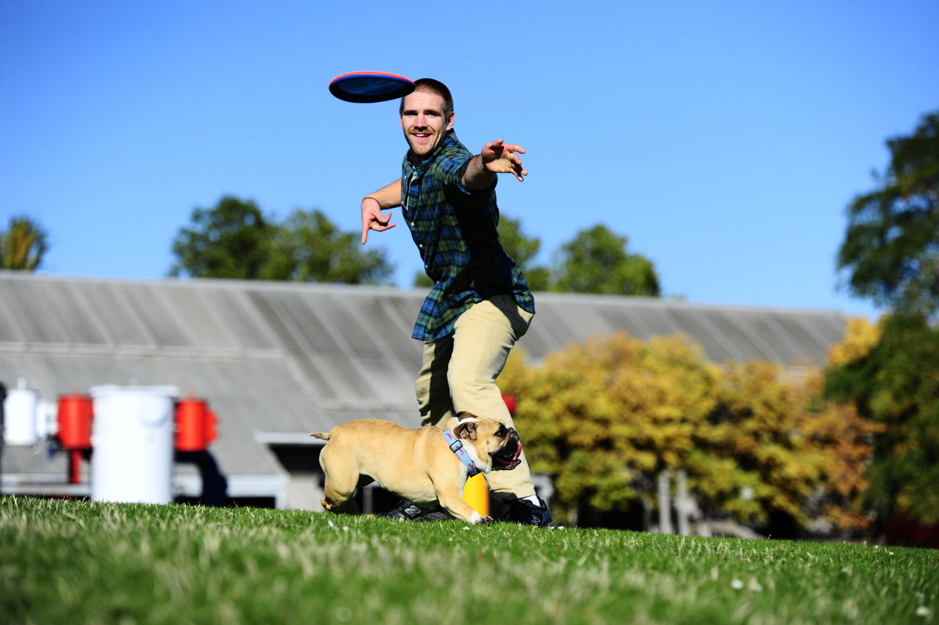 Frisbee small dog game