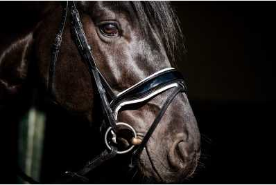 Showtime Special Guy bridle