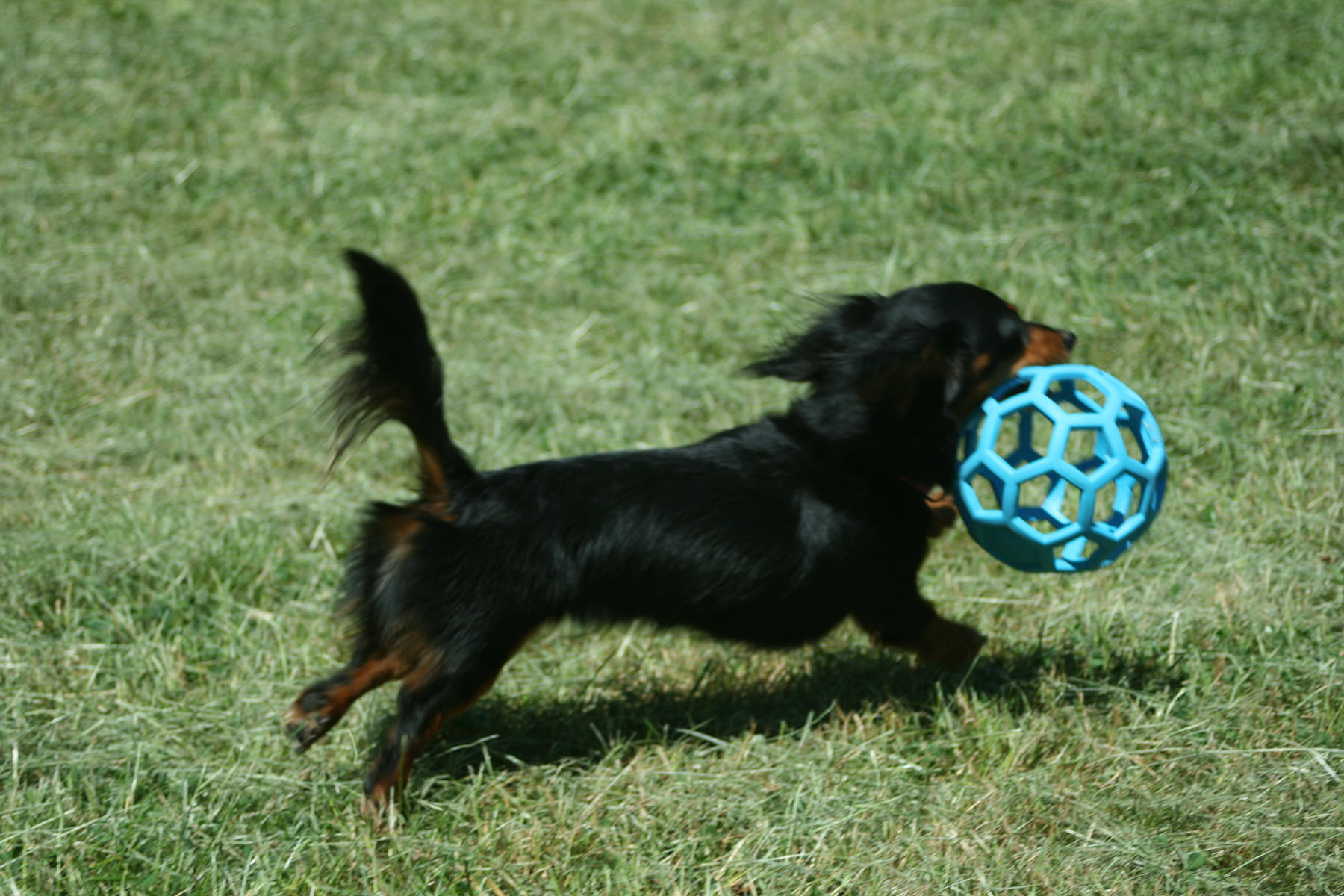 HOL-EE ROLLER S 9 cm