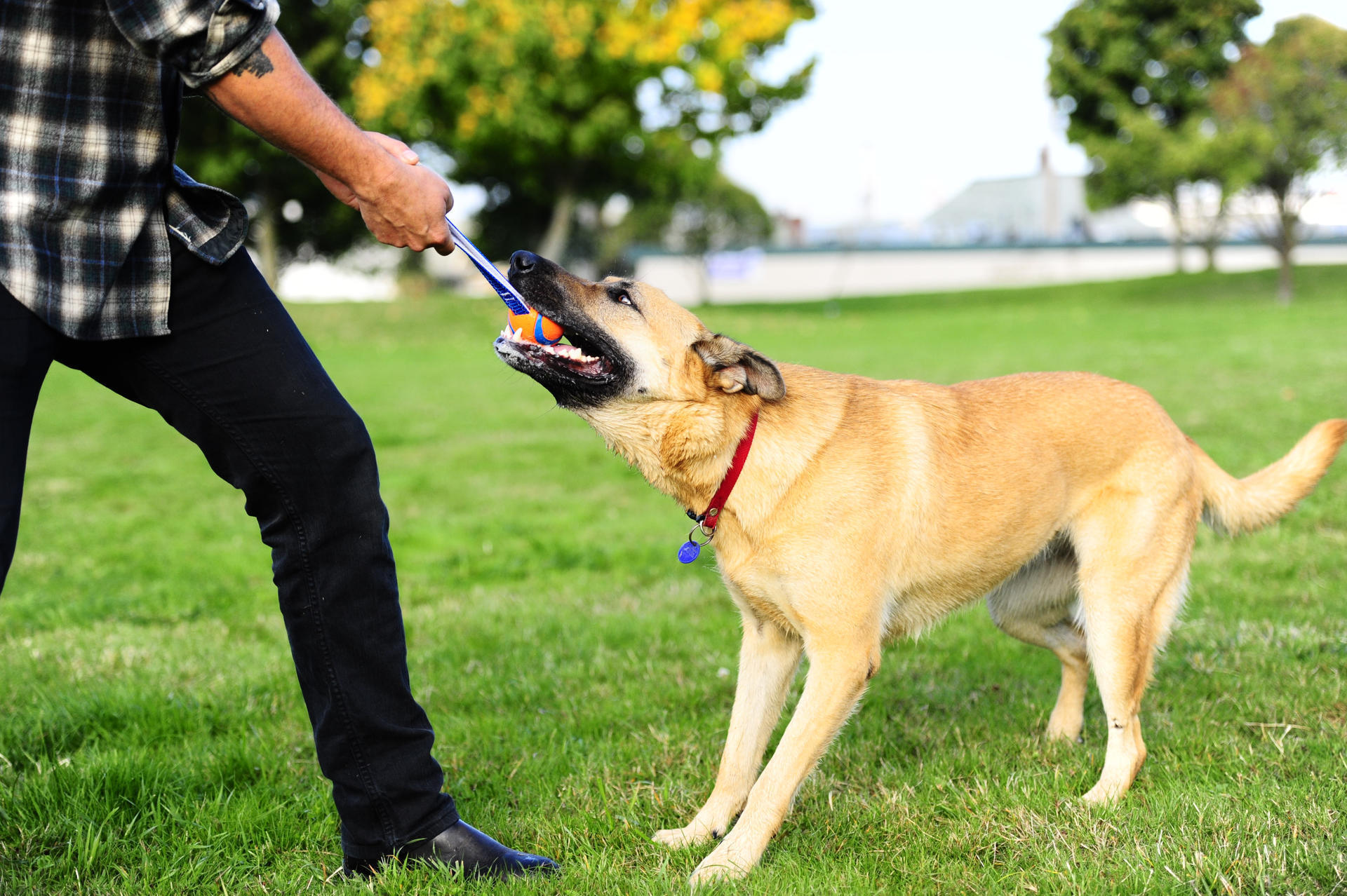Premium dog ball with handle