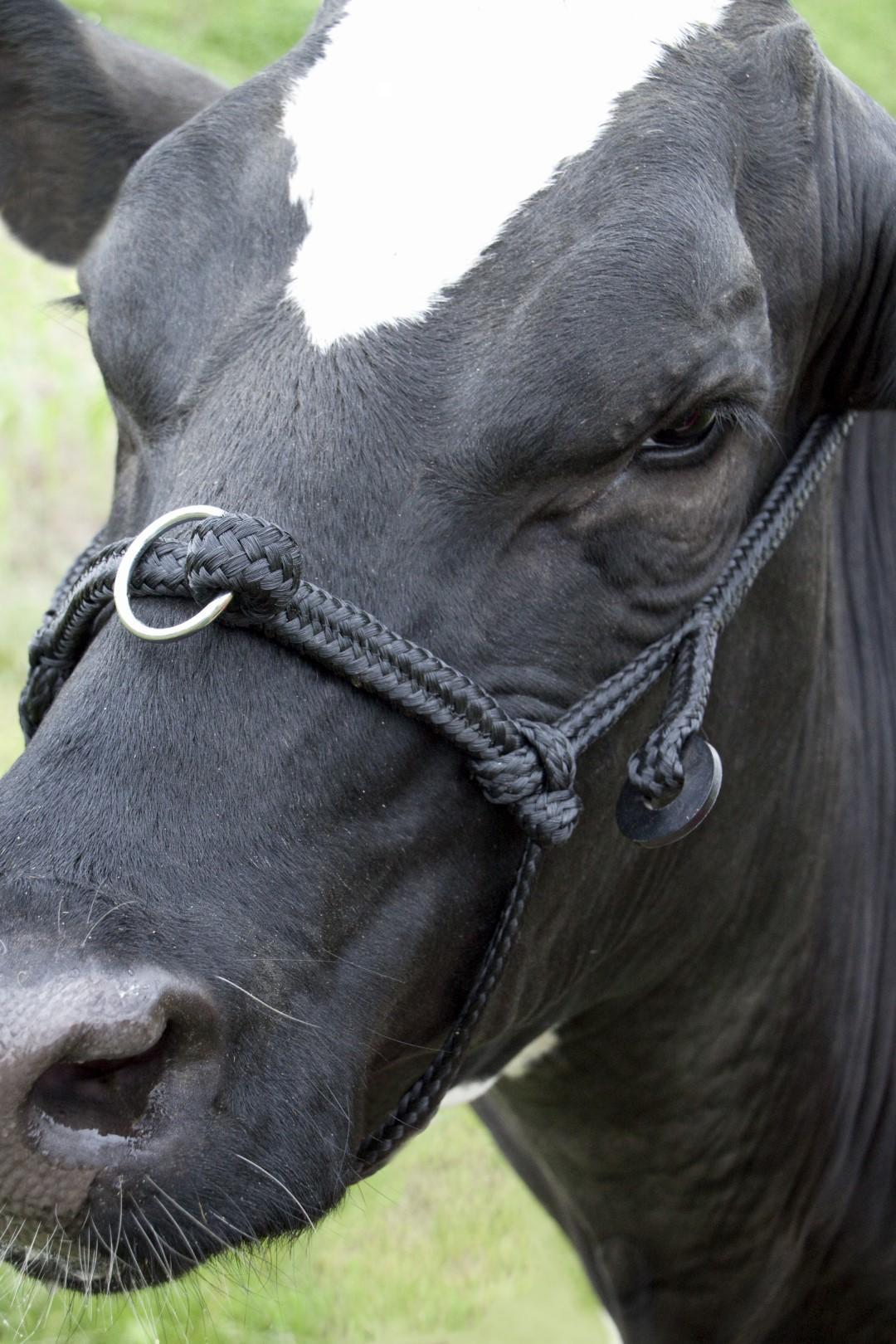 Cattle, Cow tie brake adjustable wide black