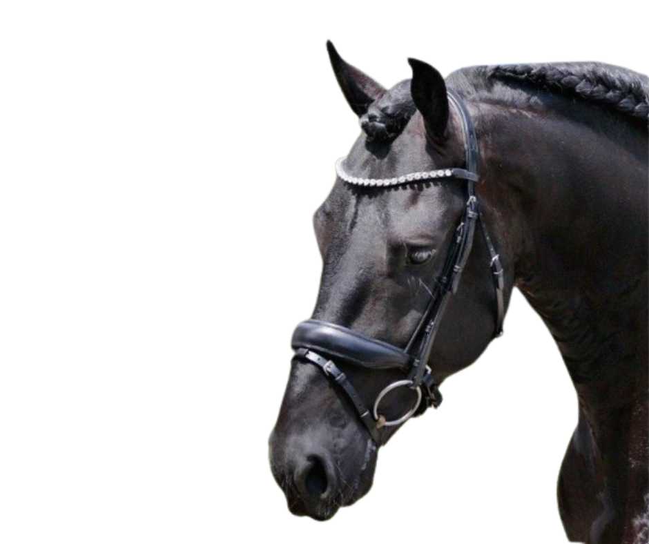 Showtime Bremen bridle