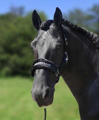 Lauro Headcollar, halter